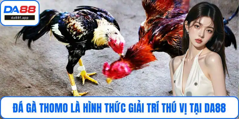 Đá gà Thomo là hình thức giải trí thú vị tại DA88
