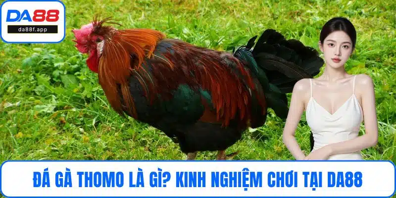 Đá Gà Thomo Là Gì? Kinh Nghiệm Chơi Hiệu Quả Tại DA88
