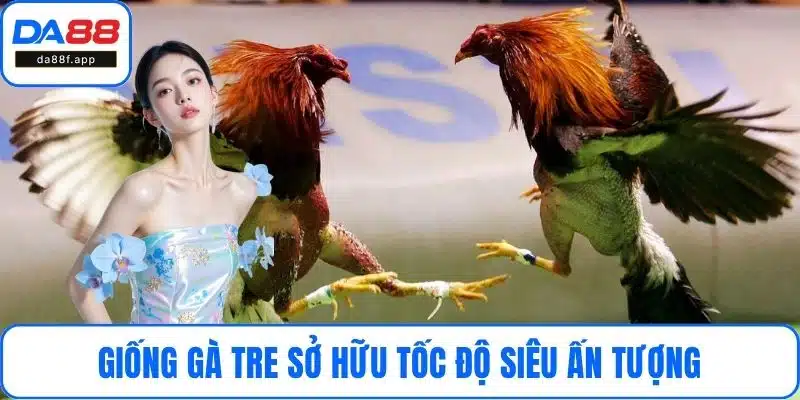 Giống gà tre sở hữu tốc độ siêu ấn tượng