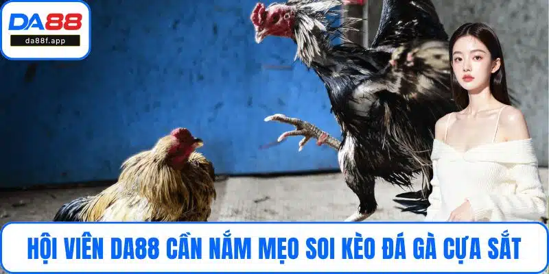 Hội viên DA88 cần nắm được mẹo soi kèo đá gà cựa sắt